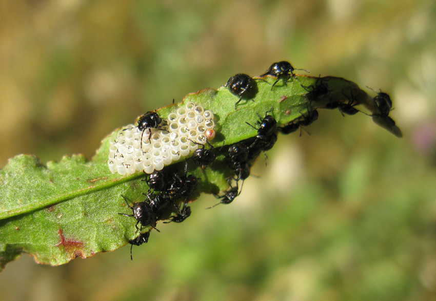 piccoli Nezara viridula appena usciti dalle uova